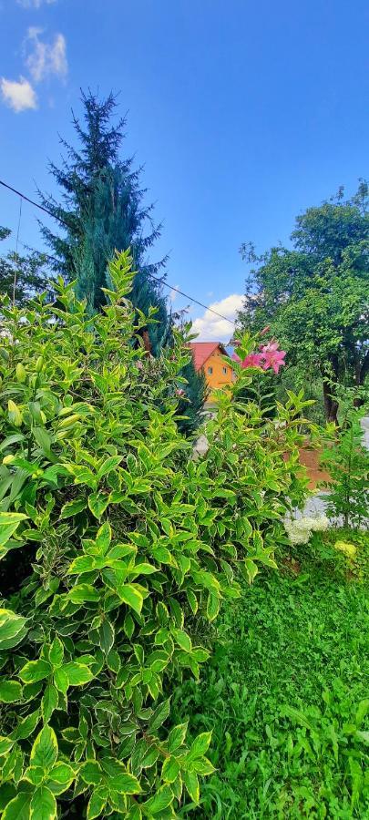 Casa Andreea Si Grigore Ursu Borşa Exterior foto