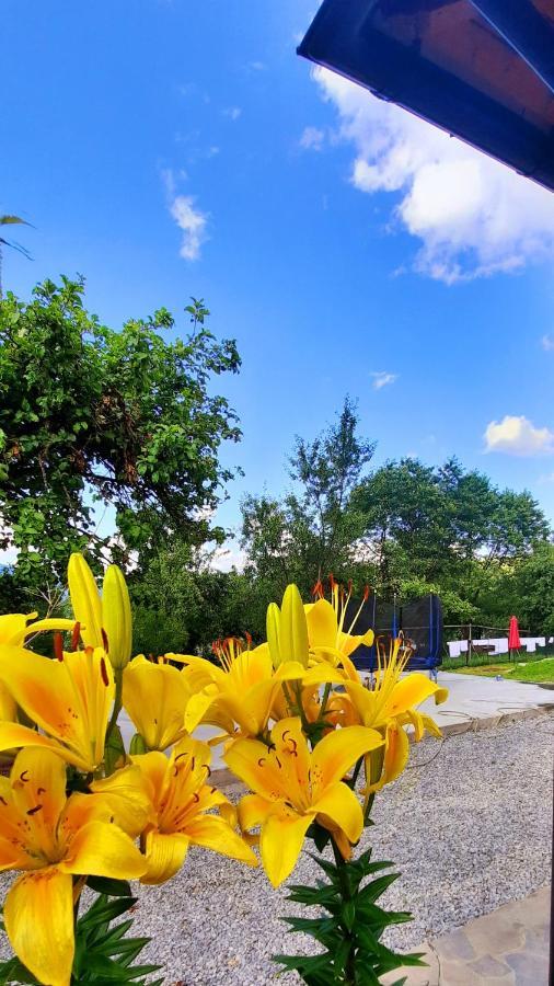 Casa Andreea Si Grigore Ursu Borşa Exterior foto